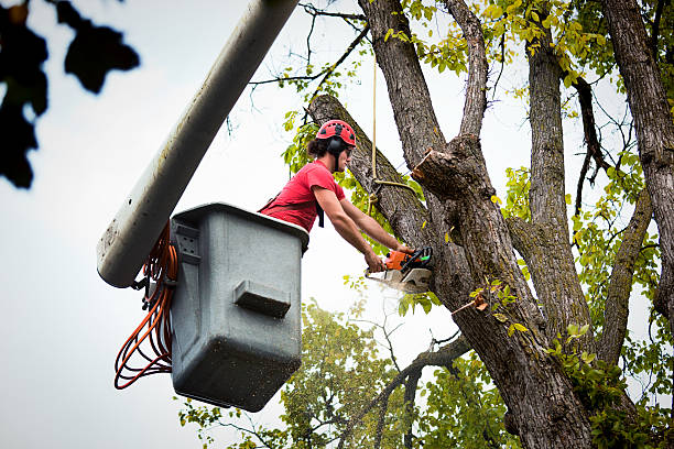 Reliable Forty Fort, PA Tree Services Solutions